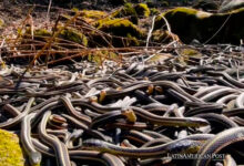 The Deadly and Terrifying Beauty of Brazil’s Ilha da Queimada Grande