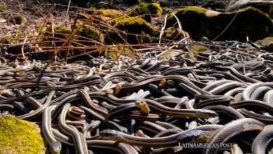 The Deadly and Terrifying Beauty of Brazil’s Ilha da Queimada Grande