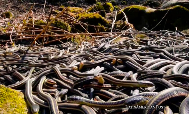 The Deadly and Terrifying Beauty of Brazil’s Ilha da Queimada Grande