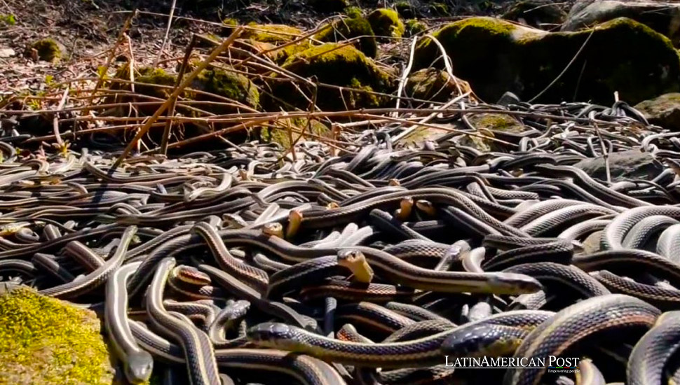 The Deadly and Terrifying Beauty of Brazil’s Ilha da Queimada Grande