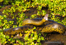 La historia no contada del último descubrimiento de la anaconda andina