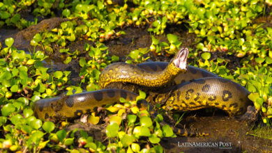 Anaconda verde del norte (Eunectes akayima)