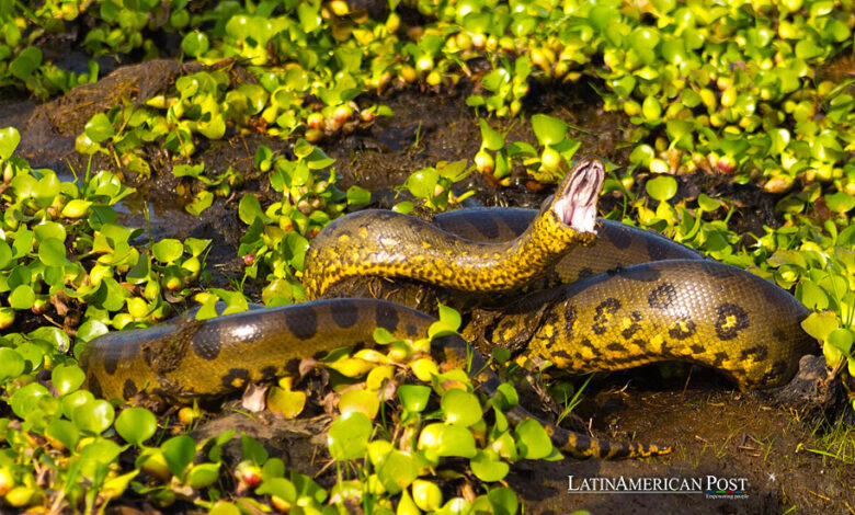 La historia no contada del último descubrimiento de la anaconda andina