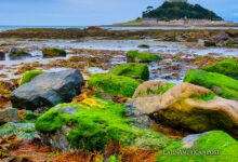 Chile’s University Pioneers Seaweed as the Future of Green Energy