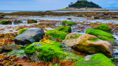 Chile’s University Pioneers Seaweed as the Future of Green Energy