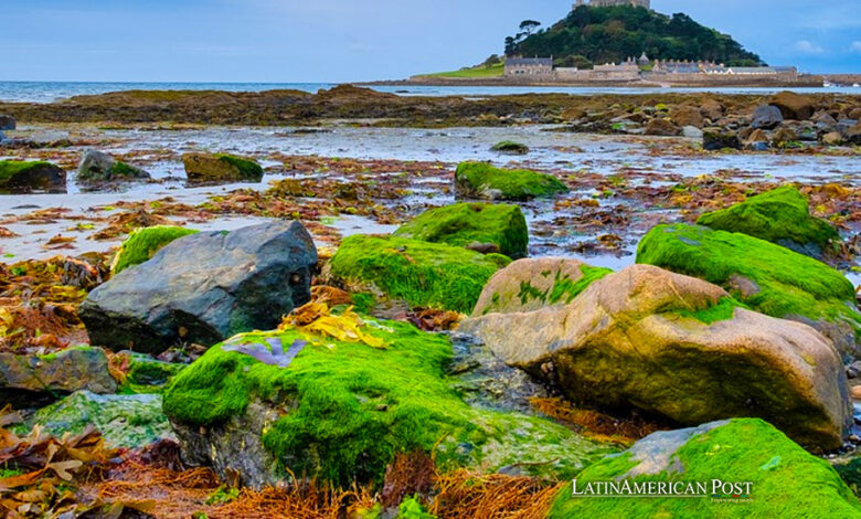 Chile’s University Pioneers Seaweed as the Future of Green Energy