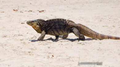 Iguana