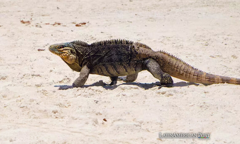 Iguana