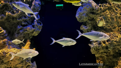 Las áreas marinas protegidas de América Latina favorecen la pesca sostenible