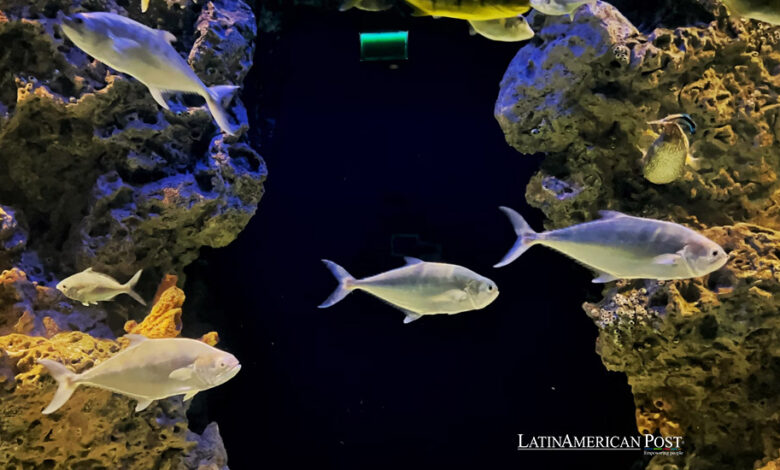 Las áreas marinas protegidas de América Latina favorecen la pesca sostenible