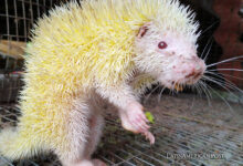 Rare New Discoveries of Albinism in Ecuador’s Wildlife and Beyond