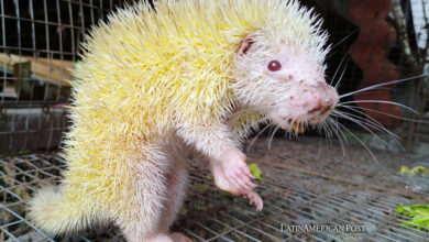 Rare New Discoveries of Albinism in Ecuador’s Wildlife and Beyond