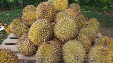 Durian fruta