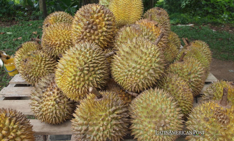 Durian fruta