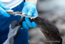 Investigan contaminación por metales pesados ​​en aves de Galápagos, Ecuador