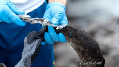 Investigan contaminación por metales pesados ​​en aves de Galápagos, Ecuador