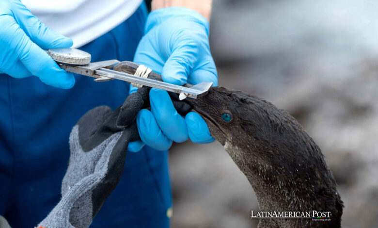 Investigan contaminación por metales pesados ​​en aves de Galápagos, Ecuador