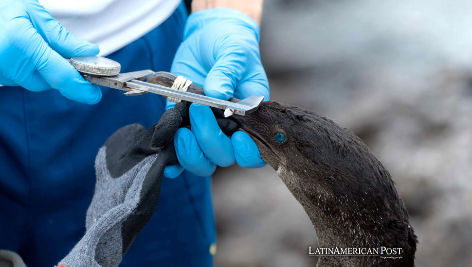 Investigan contaminación por metales pesados ​​en aves de Galápagos, Ecuador