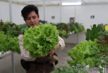 Huertos Hidropónicos Inteligentes en Bolivia Transforman la Agricultura Urbana