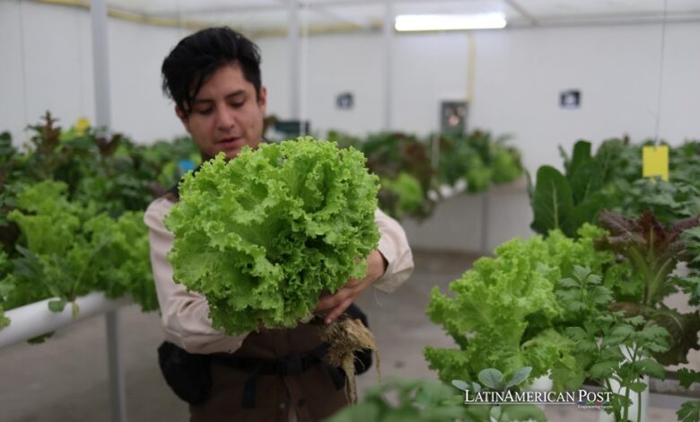 Huertos Hidropónicos Inteligentes en Bolivia Transforman la Agricultura Urbana