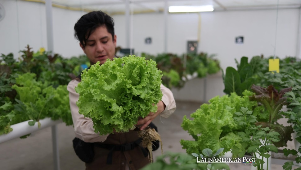 Huertos Hidropónicos Inteligentes en Bolivia Transforman la Agricultura Urbana