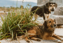 Abandoned Pets in Cuba Face Crisis Amid Economic Struggles