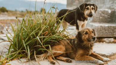 Mascotas Abandonadas en Cuba Enfrentan una Crisis en Medio de Luchas Económicas