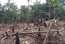 La lucha de Colombia contra la deforestación se estanca debido a los grupos armados