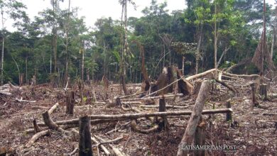 La lucha de Colombia contra la deforestación se estanca debido a los grupos armados