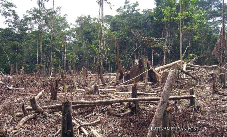 La lucha de Colombia contra la deforestación se estanca debido a los grupos armados