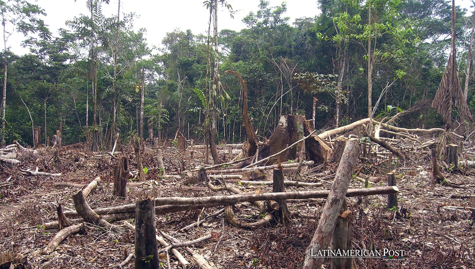 Colombia’s Battle Against Deforestation Stalls Due to Armed Groups