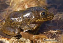 Chilean Loa Frogs Escape Extinction and Begin Their Journey Home