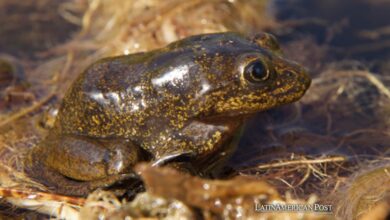 Las ranas del Loa chilenas escapan de la extinción y comienzan su viaje de regreso a casa