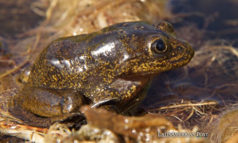 Las ranas del Loa chilenas escapan de la extinción y comienzan su viaje de regreso a casa