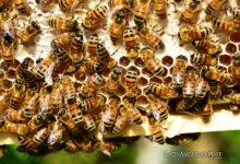 Colombian Scientists Develop Breakthrough Supplement to Protect Bees’ Brains