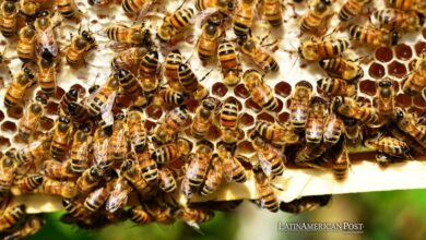 Colombian Scientists Develop Breakthrough Supplement to Protect Bees’ Brains