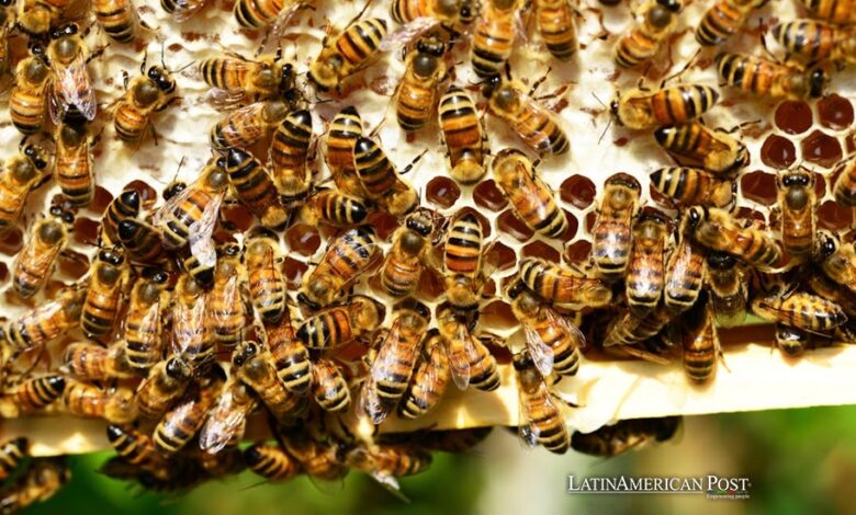 Científicos colombianos desarrollan un suplemento innovador para proteger el cerebro de las abejas