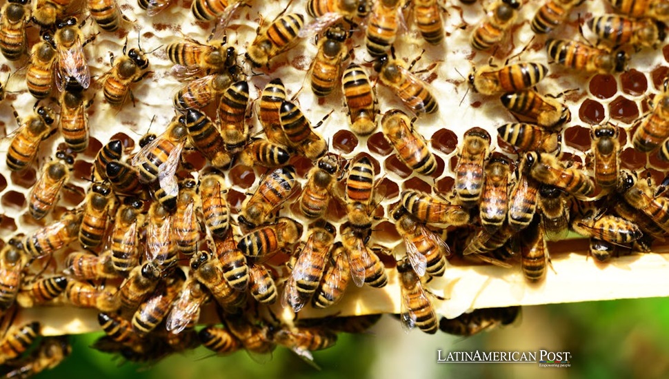 Colombian Scientists Develop Breakthrough Supplement to Protect Bees’ Brains