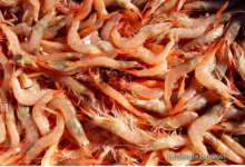 Honduras’ Shrimp Businesses Faces Unprecedented Crisis