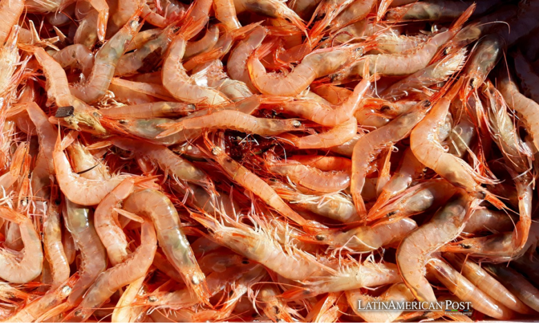 Honduras’ Shrimp Businesses Faces Unprecedented Crisis