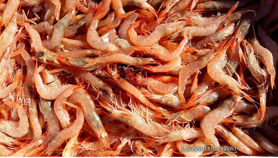 Honduras’ Shrimp Businesses Faces Unprecedented Crisis