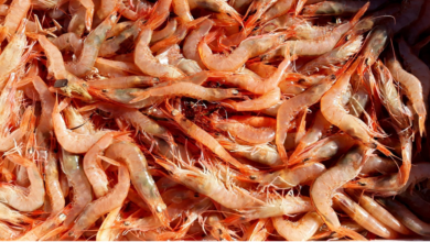 Honduras’ Shrimp Businesses Faces Unprecedented Crisis