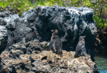 Ecuadorian Galápagos’ Penguins and Flightless Cormorants Face Reproduction Decline