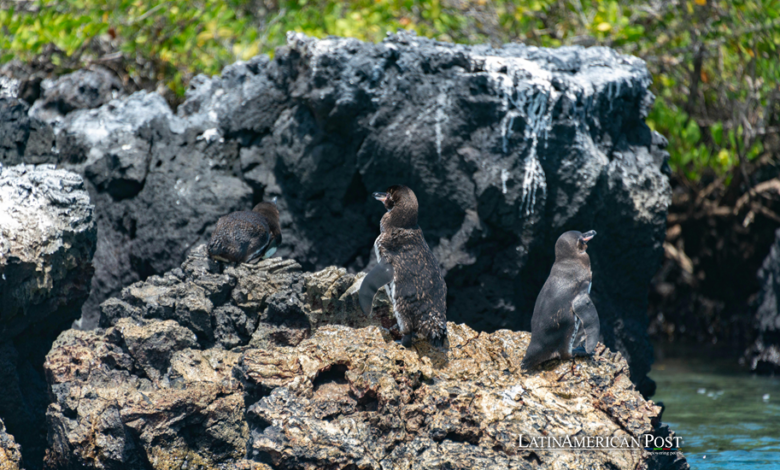 Los pingüinos y cormoranes no voladores de las Galápagos enfrentan una disminución en la reproducción