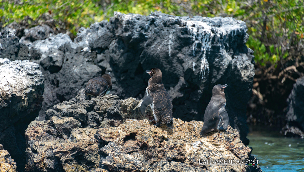 Los pingüinos y cormoranes no voladores de las Galápagos enfrentan una disminución en la reproducción