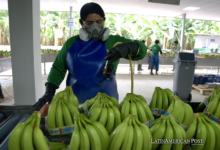 Ecuador’s New Battle Against Fusarium R4T: A Global Push for Bananas