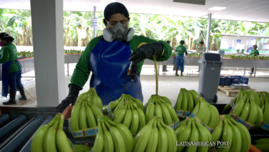 Ecuador’s New Battle Against Fusarium R4T: A Global Push for Bananas