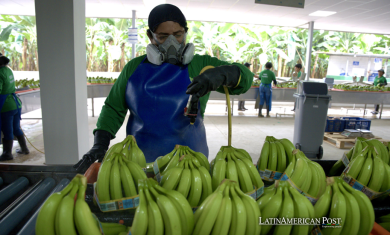 La Nueva Batalla de Ecuador Contra el Fusarium R4T: Un Impulso Global por los Plátanos