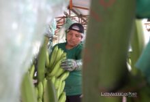 Ecuador’s Banana Industry Defends Itself Amid Rising Crime Waves