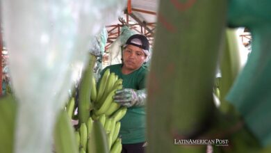 Ecuador’s Banana Industry Defends Itself Amid Rising Crime Waves